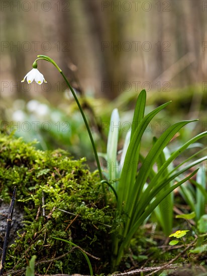 Spring snowdrop (Leucojum vernum), March snowdrop, March bell, large snowdrop. Amaryllis family (Amaryllidaceae), Jassing, Styria, Austria, Europe