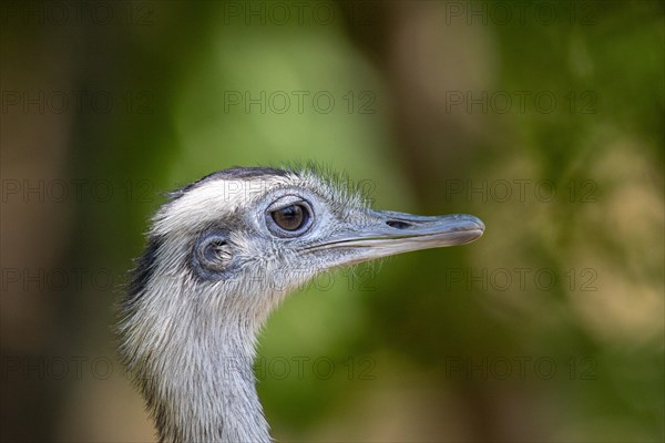 Nandu (Rhea americana) Pantanal Brazil