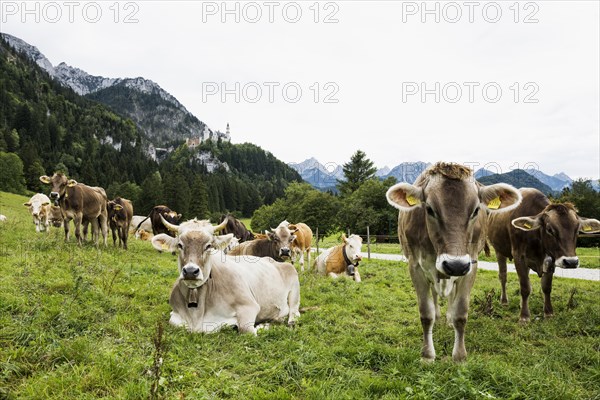 Neuschwanstein Castle and herd of cows, near Fuessen, Ostallgaeu, Allgaeu, Bavaria, Germany, Europe