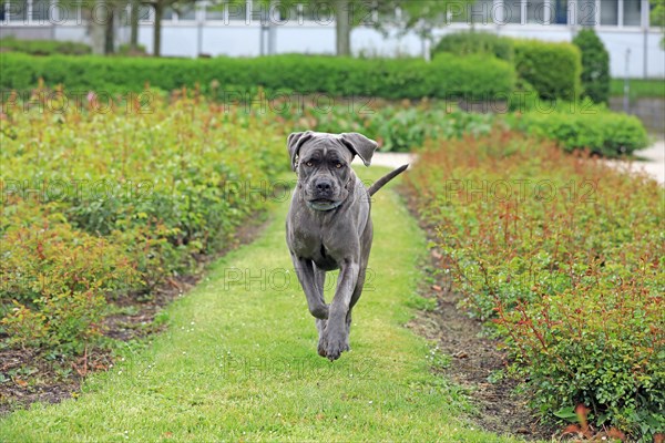 Cane Corso Italiano