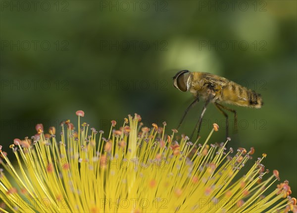 Hottentot fly (Villa hottentotta) of the family Bombyliidae on a St John's wort flower, Valais, Switzerland, Europe