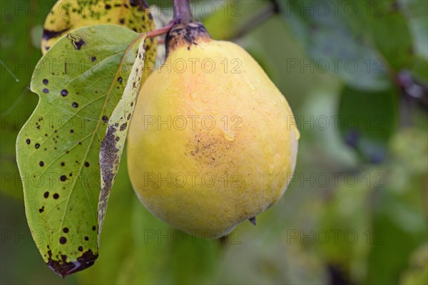 Fruit tree, quince (Cydonia oblonga), branch with a ripe fruit and raindrops, Moselle, Rhineland-Palatinate, Germany, Europe