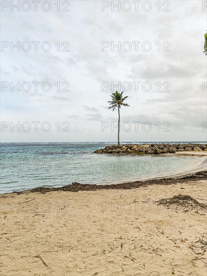 Caribbean dream beach with palm trees, white sandy beach and turquoise-coloured, crystal-clear water in the sea. Shallow bay on a cloudy day. Plage de Sainte Anne, Grande Terre, Guadeloupe, French Antilles, North America