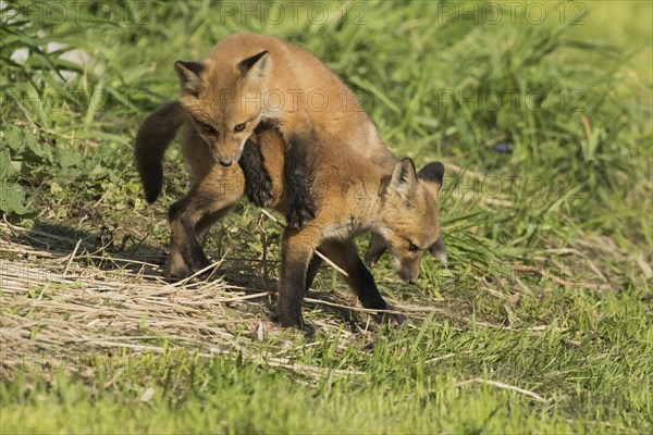 Red fox. Vulpes vulpes. Red fox cubs playing together in a meadow. Province of Quebec. Canada