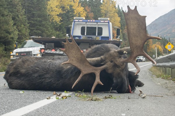 Moose. Alces alces. Bull moose hurt by a truck and ready to be pulling away from the road.. Gaspesie conservation park. Province of Quebec. Canada