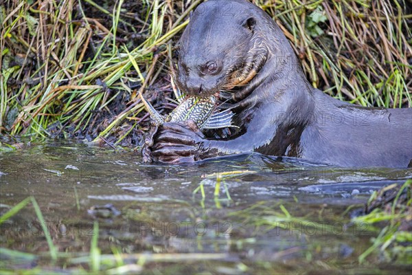 Giant otter (Pteronura brasiliensis) Pantanal Brazil