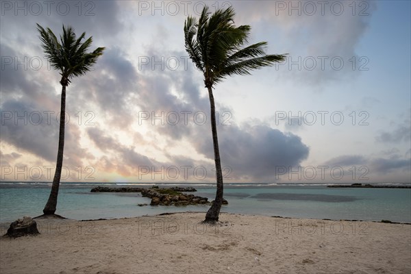 Caribbean dream beach with palm trees, white sandy beach and turquoise-coloured, crystal-clear water in the sea. Shallow bay at sunset. Plage de Sainte Anne, Grande Terre, Guadeloupe, French Antilles, North America