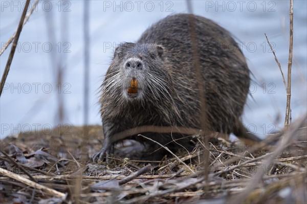 Nutria (Myocastor coypus), wet, coming out of the water, at eye level, showing orange coloured teeth, walking through branches and twigs, background light blue blurred water, Rombergpark, Dortmund, Ruhr area, Germany, Europe