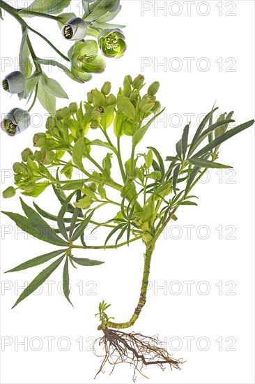 Palm-leaf hellebore (Helleborus foetidus) with roots on a white background, Bavaria, Germany, Europe