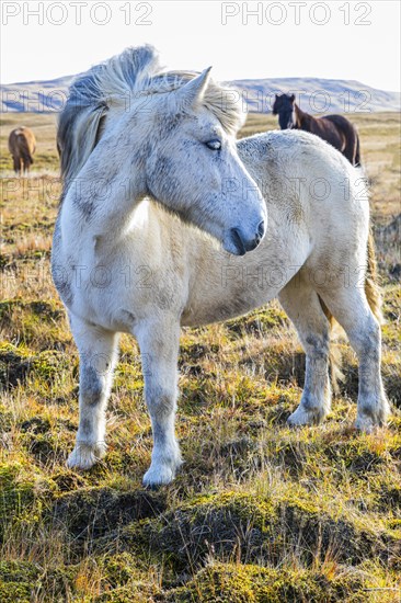 Grey Icelandic horse in the pasture, Sudurland, Iceland, Europe