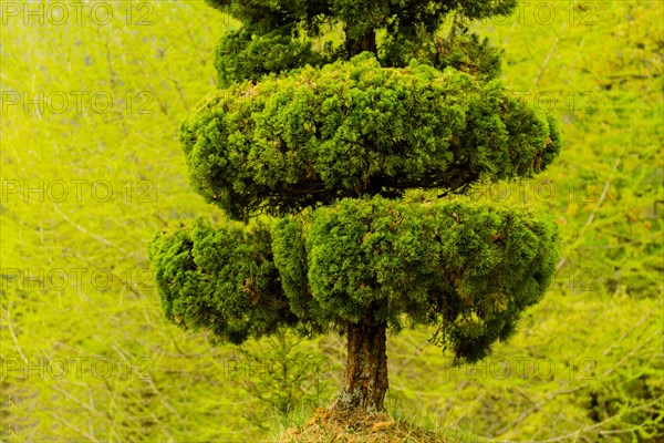 Close up of manicured pine tree with green forest blurred out in background in South Korea