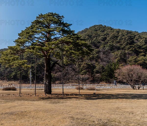 A solitary pine tree stands tall in a grassy field under a blue sky, in South Korea