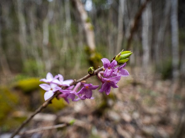 Mezereon (Daphne mezereum), near Tragoess, Styria, Austria, Europe