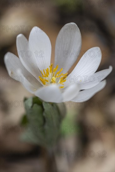 Canadian bloodroot (Sanguinaria canadensis), Emsland, Lower Saxony, Germany, Europe