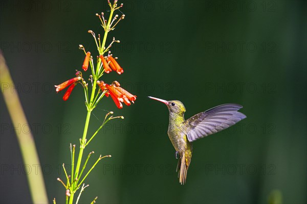 Golden Sapphire Hummingbird (Hylocharis chrysuria) Pantanal Brazil