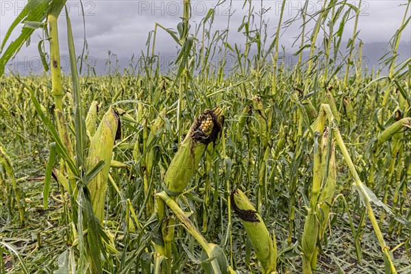 Destroyed maize field after hail, severe weather, climate change, Alpine foothills, Bavaria, Germany, Europe