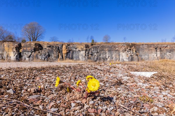 Flowering Coltsfoot (Tussilago farfara) in an old quarry