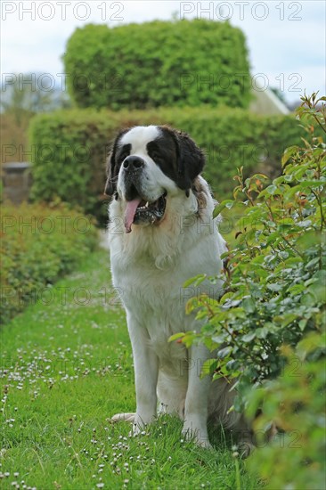 St Bernard, St Bernard dog