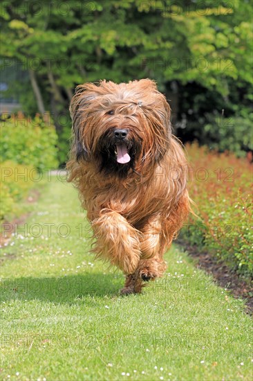 Briard, Berger de Brie