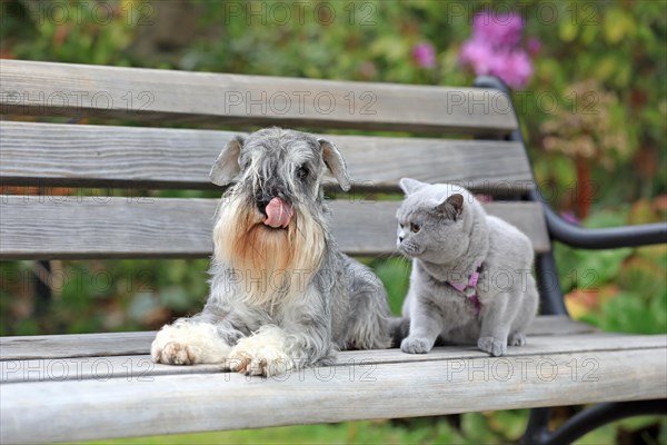 Schnauzer with Carthusian cat