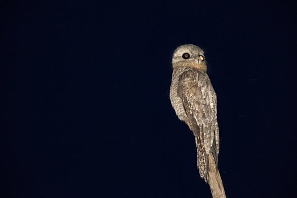 Great potoo (Nyctibius grandis) Pantanal Brazil