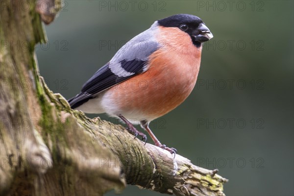 Eurasian bullfinch (Pyrrhula pyrrhula), Emsland, Lower Saxony, Germany, Europe