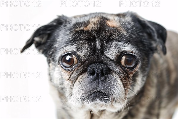 Close up of very old Pug dog with gray hair on white background. KI generiert, generiert, AI generated