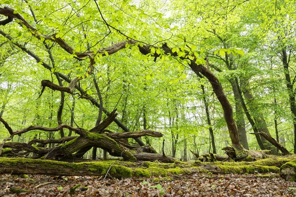 Near-natural deciduous forest, moss-covered deadwood, in spring, Barnbruch Forest nature reserve, Lower Saxony, Germany, Europe