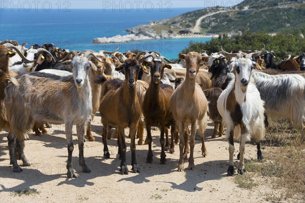 A herd of goats stands on a coastline overlooking the sea, Kriaritsi, Sithonia, Halkidiki, Central Macedonia, Greece, Europe