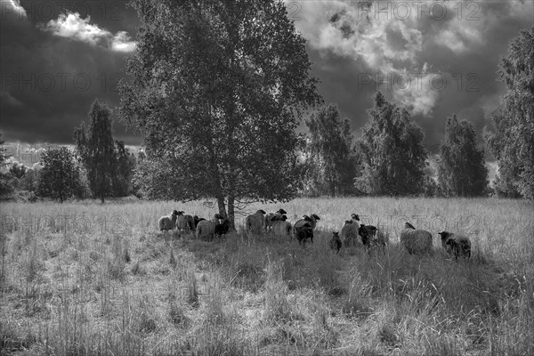 Moorland sheep looking for shade under trees on a nature reserve, Mecklenburg-Western Pomerania, Germany, Europe