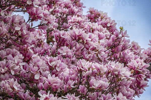 Tree with magnolia blossoms, magnolia (Magnolia), magnolia x soulangeana (Magnolia xsoulangeana), Offenbach am Main, Hesse, Germany, Europe