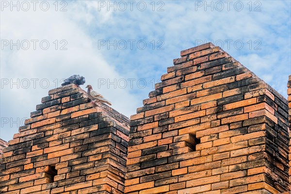 Pigeons taking flight from an ancient brick wall against a clear sky, in Chiang Mai, Thailand, Asia