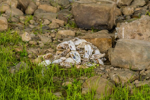 Shellfish waste piled on the ground amid rocks, sign of pollution, in South Korea