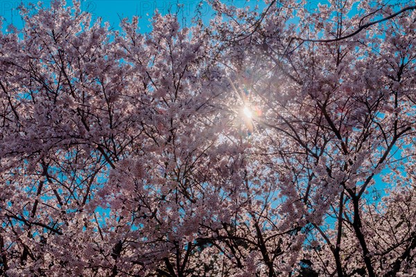Sun shinning through branches of delicate cherry blossoms with blue sky in background in Daejeon, South Korea, Asia