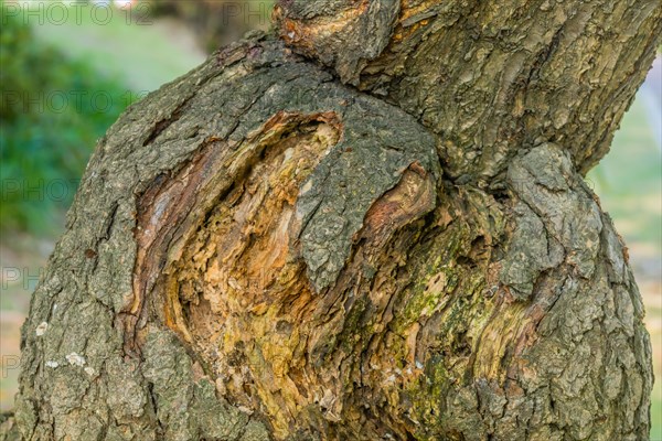 Zoomed in view of a knot on a tree with detailed bark texture, in South Korea