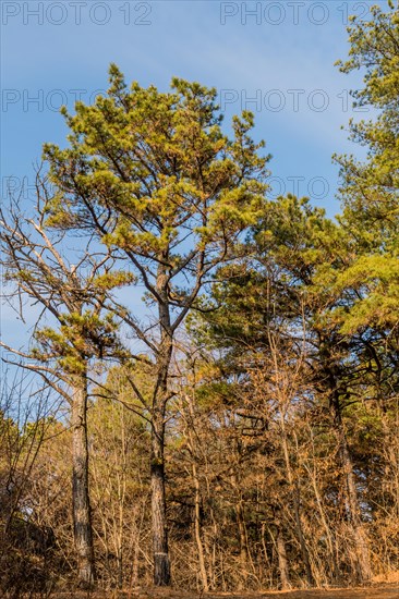 Towering pine trees set against a clear blue sky in a forest scene, in South Korea