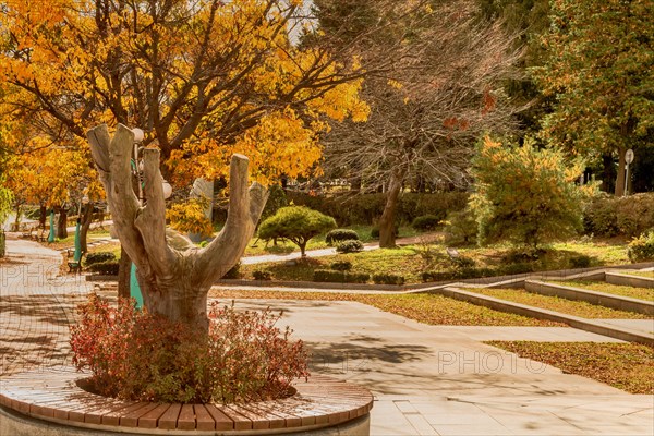 A cut tree stump in a park with yellow leaves and surrounding pathways, in South Korea