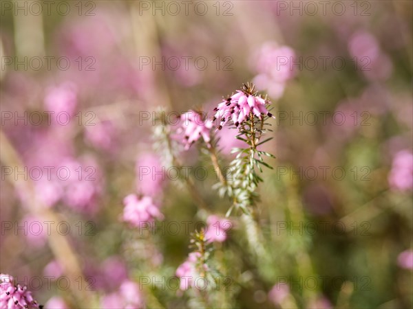 Flowering heather (Erica), near Tragoess, Styria, Austria, Europe