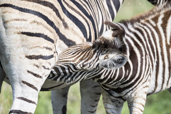 Plains zebra (Equus quagga) foal suckling, Madikwe Game Reserve, North West Province, South Africa, RSA, Africa