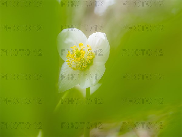 Christmas rose (Helleborus niger), near Tragoess, Styria, Austria, Europe