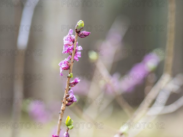 Mezereon (Daphne mezereum), near Tragoess, Styria, Austria, Europe