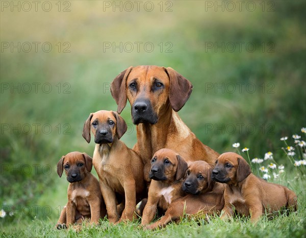 Dog, Rhodesian Ridgeback with five puppies, AI generated, AI generated