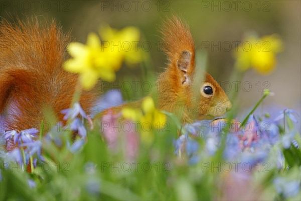 Portrait of a eurasian red squirrel (Sciurus vulgaris) on a blue star meadow with daffodils, Hesse, Germany, Europe