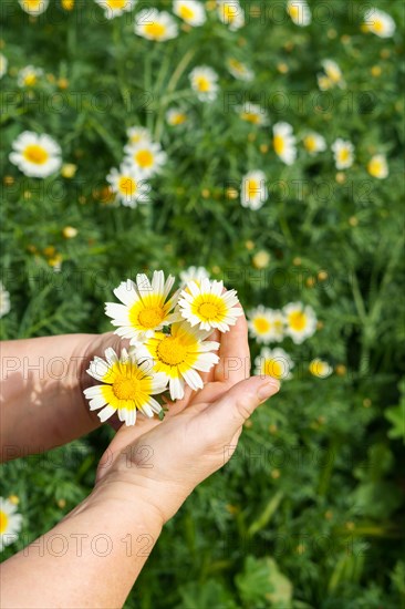 Woman holding a beautiful white and yellow daisy in her hands in the field