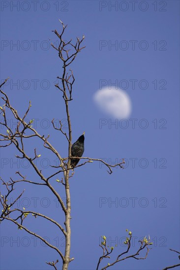 Starling on a tree, moon in the background, March, Germany, Europe