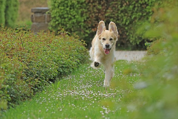 Golden Retriever