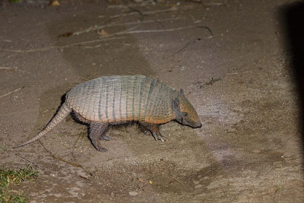 Giant armadillo (Priodontes maximus) Pantanal Brazil