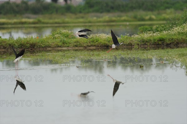 Black-winged Stilt, Himantopus himantopus, italy