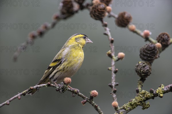 Eurasian siskin (Carduelis spinus), Emsland, Lower Saxony, Germany, Europe