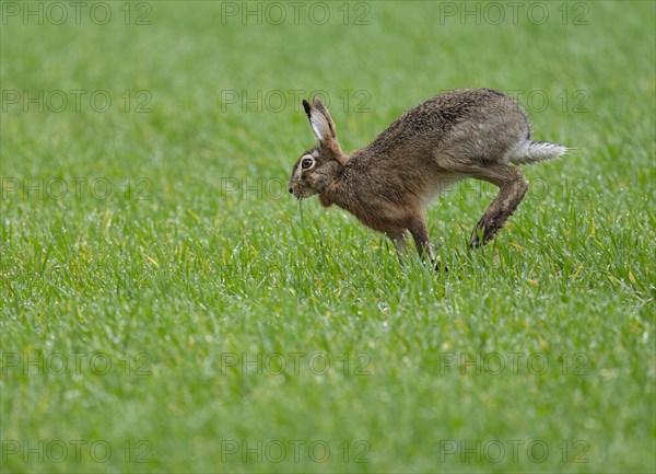 European hare (Lepus europaeus) running across a grain field, wildlife, Thuringia, Germany, Europe